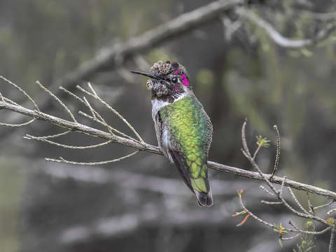 Adult male annas hummingbird perched