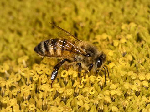 Bee on sunflower