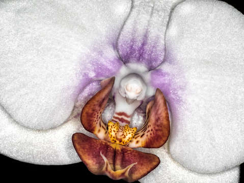 Orchid macro