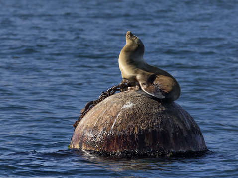 Monterey bay sea lion