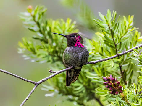 Annas hummingbird in side view