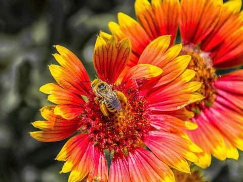 Bee on a flower