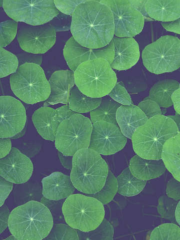 Nasturtium leaves
