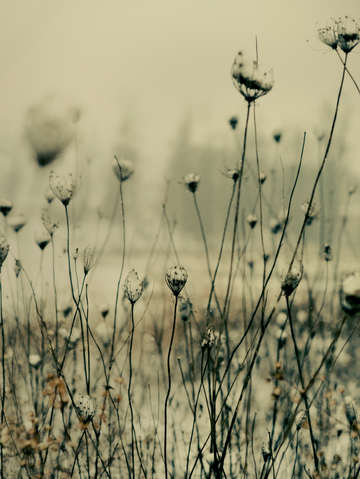 Winter solitude