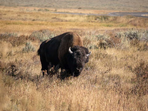 Yellowstone bison