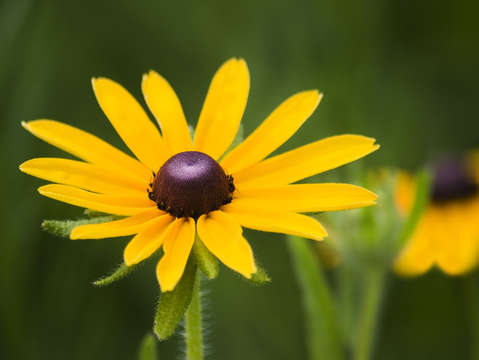 Black eyed susan