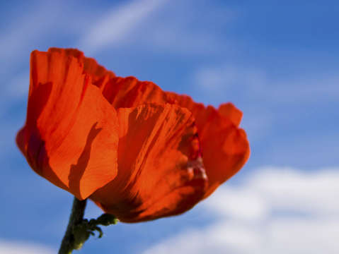 Bright red poppy against blue sky