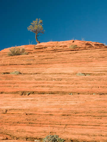 The lone tree
