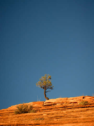 Lone tree big sky