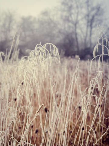 Hoarfrost study l