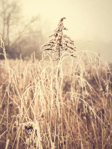 Hoarfrost study ll