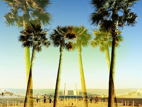 Palm crossing