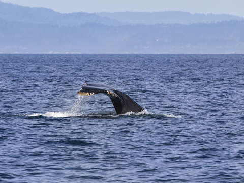 Humpback whale tail
