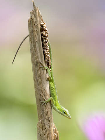 Anole lizard