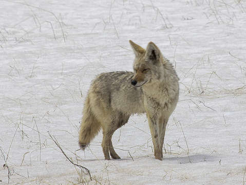 Coyote in snow