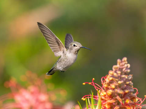 Annas hummingbird in flight