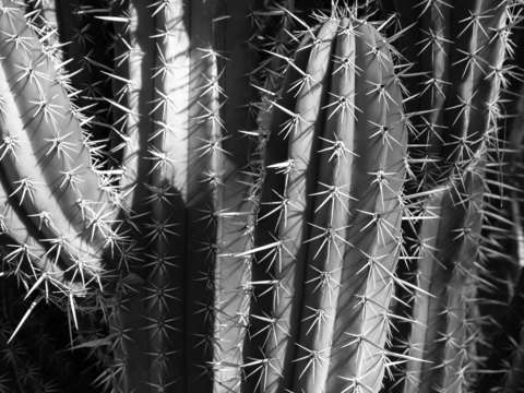 Saguaro cactus bw 2