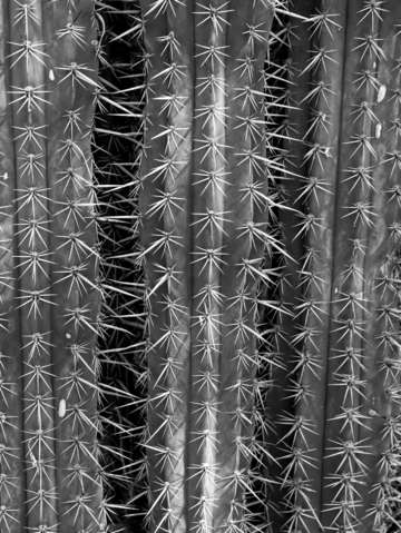 Saguaro cactus bw 3