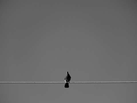 Bird on a wire 2
