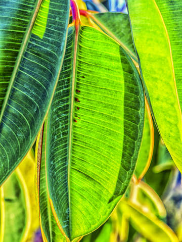 Bright green for the rubber tree