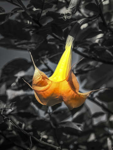 Orange yellow bell