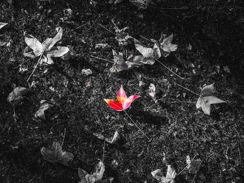 Color of autumn