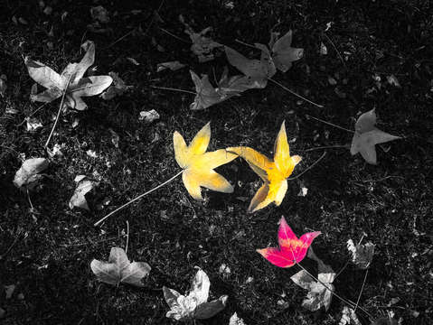 Colors of autumn