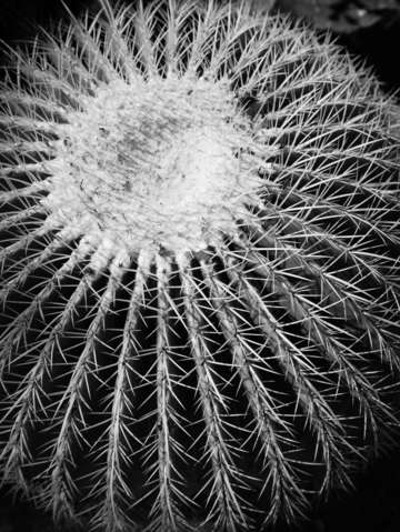 Barrel cactus black and white