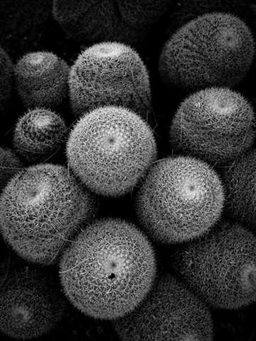 Cactus grouping black and white