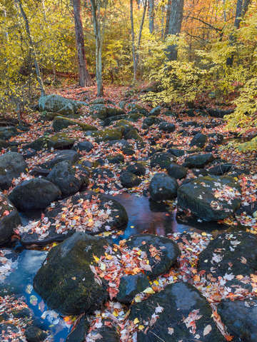 Nashoba brooke fall 1
