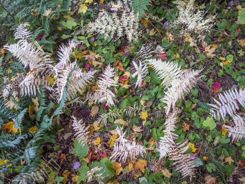 Autumn ferns 1