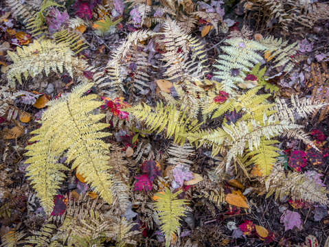 Autumn ferns 2