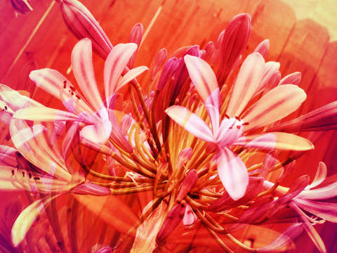 Lilies on fire