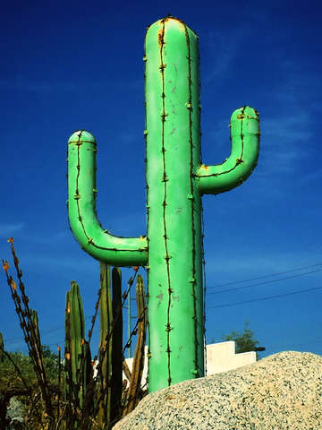 Cactus metalica