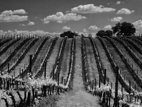 Vineyards in portugal