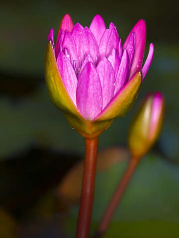 Lotus over lily pads