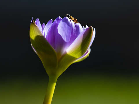 Bee on lotus