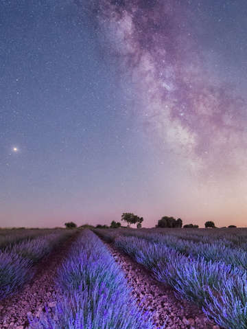Lavender fields and milky way