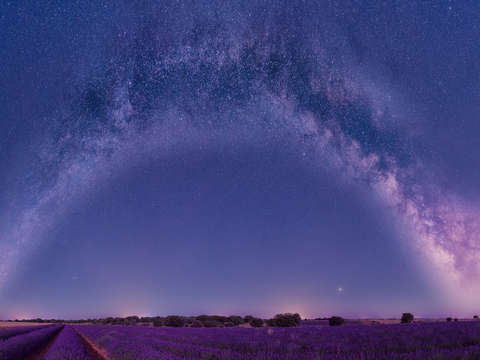 Milky way arch over lavender fields