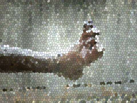 Foot