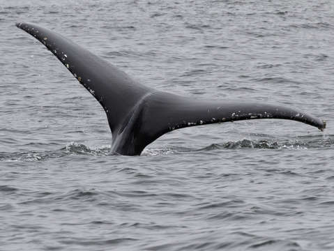 Humpback whale tail 2