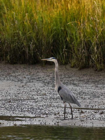 Great blue heron 2