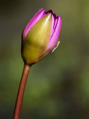 Lotus flower 4