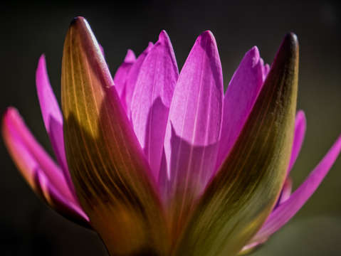 Lotus flower in sunlight