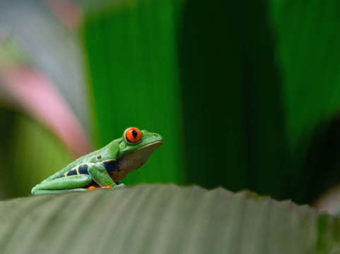 Red eyed tree frog 2