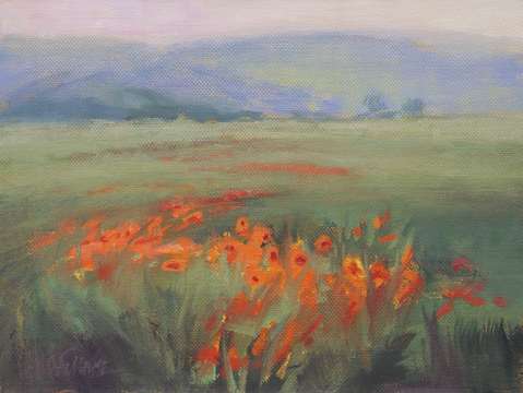 Poppies on the move