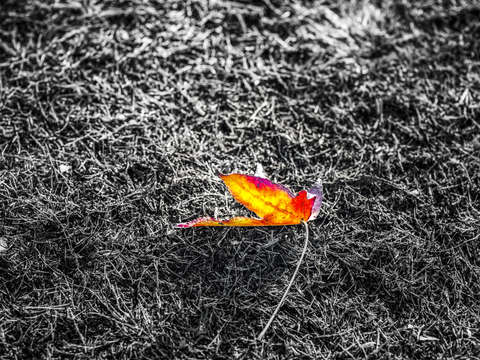Delicate in autumn