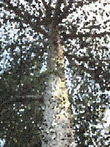 Giant sequoia 2
