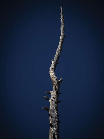 The skeleton tree