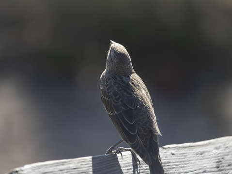 Little bird in waiting